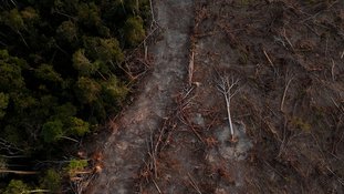 Florestas jovens removem carbono da atmosfera até 8 vezes mais rápido; entenda