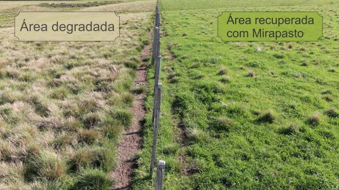 A conversão dessas áreas representa um salto expressivo na produção nacional de grãos (crédito: Embrapa)