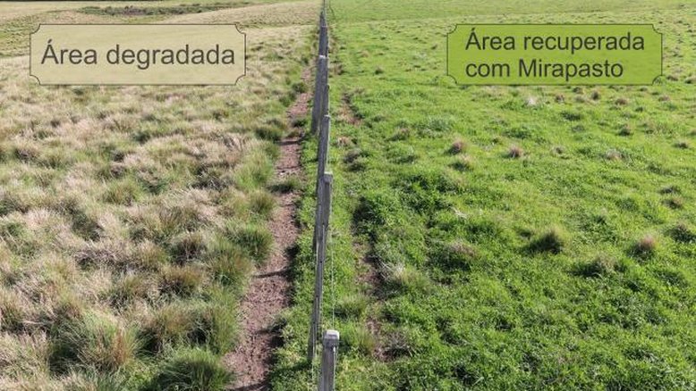 A conversão dessas áreas representa um salto expressivo na produção nacional de grãos (crédito: Embrapa)