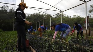 Parceria entre pesquisadores e comunidades protege mangues na Amazônia