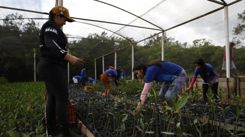 Parceria entre pesquisadores e comunidades protege mangues na Amazônia