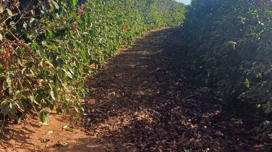 Foto: Bruno Pavan/ Dinheiro Rural