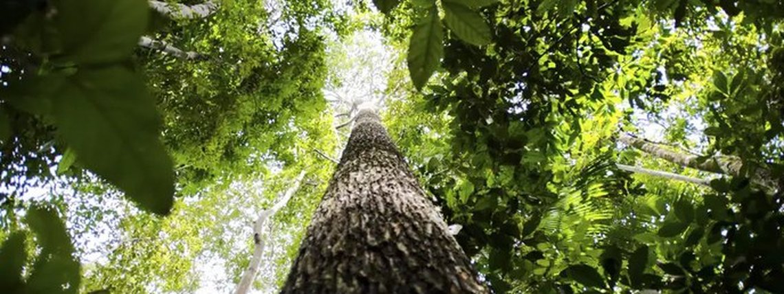 Criação das novas UCs amplia a proteção de espécies ameaçadas e o desenvolvimento sustentável de comunidades tradicionais (crédito: Luciano Malanski/ICMBio)