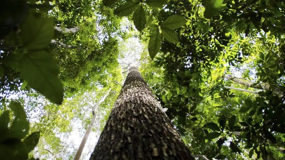 Criação das novas UCs amplia a proteção de espécies ameaçadas e o desenvolvimento sustentável de comunidades tradicionais (crédito: Luciano Malanski/ICMBio)