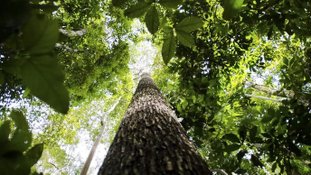 Criação das novas UCs amplia a proteção de espécies ameaçadas e o desenvolvimento sustentável de comunidades tradicionais (crédito: Luciano Malanski/ICMBio)