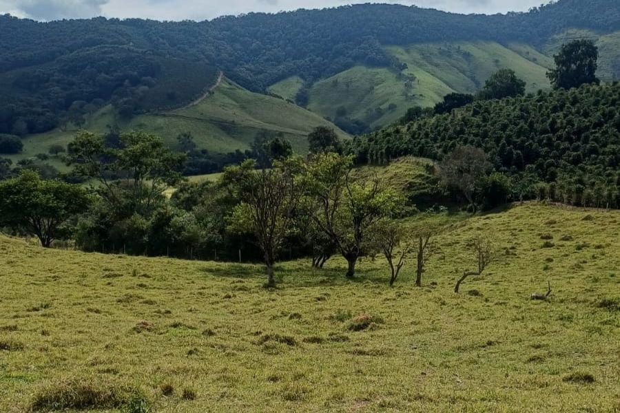 Cafeicultura em MG