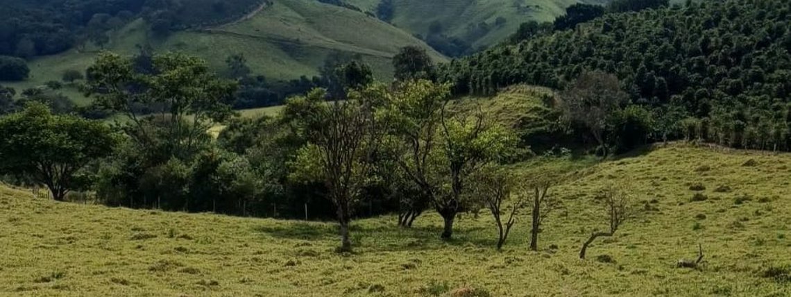Cafeicultura em MG