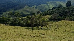 Cafeicultura em MG