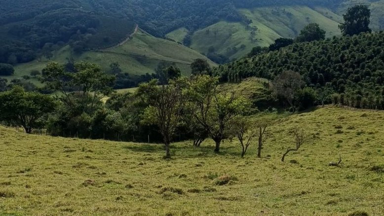 Cafeicultura em MG