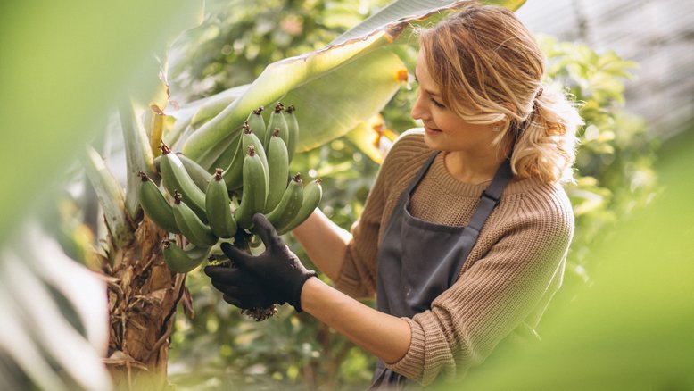 Mulher cuida de cacho de banana no pé