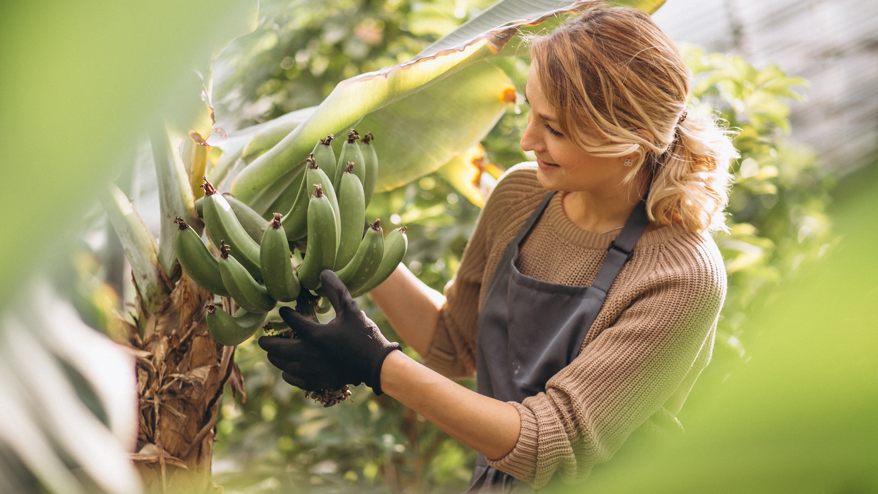 Mudanças climáticas ameaçam produção mundial de banana Mulher cuida de cacho de banana no pé