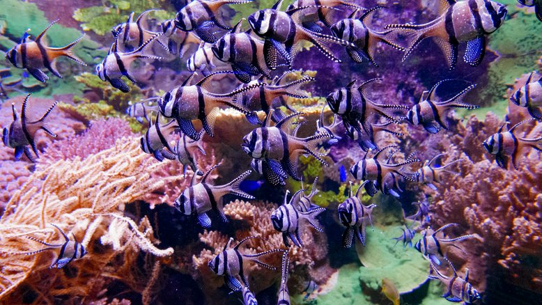 oceano peixes corais mar