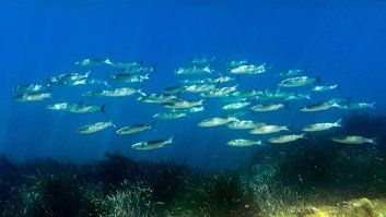 Pesca predatória ameaça AMPs