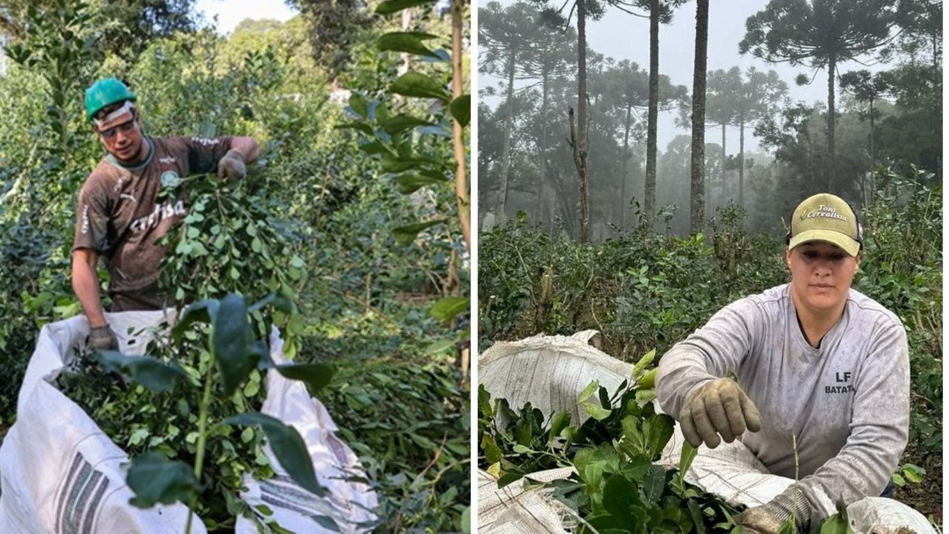 Produtores de erva-mate no Paraná