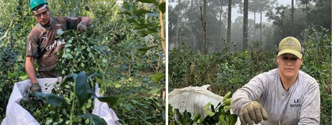 Produtores de erva-mate no Paraná