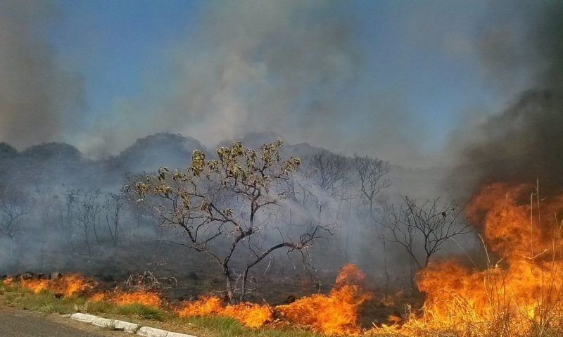 Queimadas no Pantanal, Amazônia e mais recentemente no sertão nordestino estão motivando o interesse pelo tema e levando ao aumento de leitura neste ano (Crédito: Arquivo/Agência Brasil)