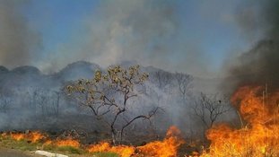 Queimadas no Pantanal, Amazônia e mais recentemente no sertão nordestino estão motivando o interesse pelo tema e levando ao aumento de leitura neste ano (Crédito: Arquivo/Agência Brasil)