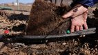 Cabelo humano é 'ferramenta' para economizar água em pomares do Chile