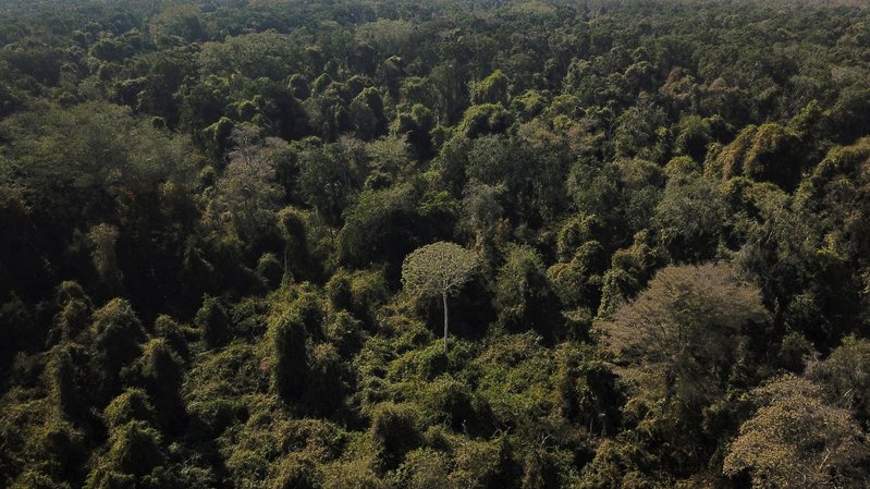 China sinaliza que vai investir em fundo de florestas proposto pelo Brasil