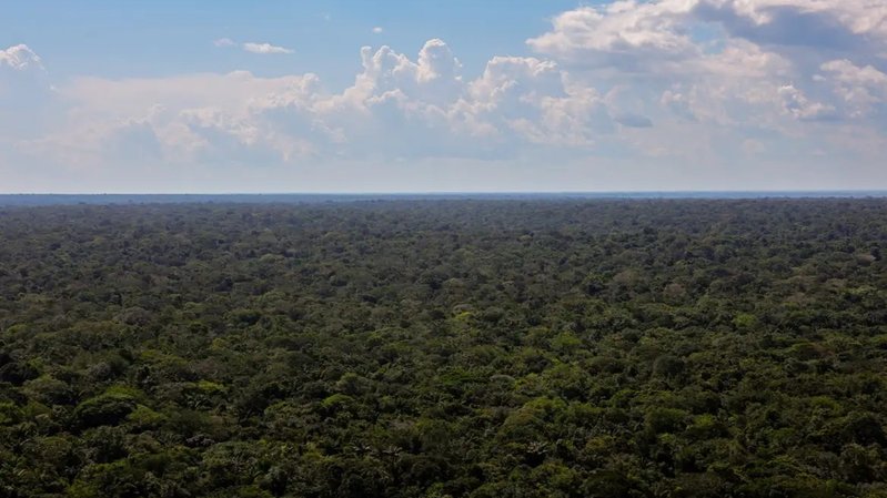Amazônia vive incoerência entre fertilizantes e preservação