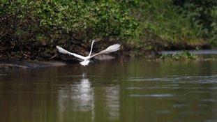 Por que o retorno de caranguejos e aves é um sinal de sucesso ambiental na Guanabara?