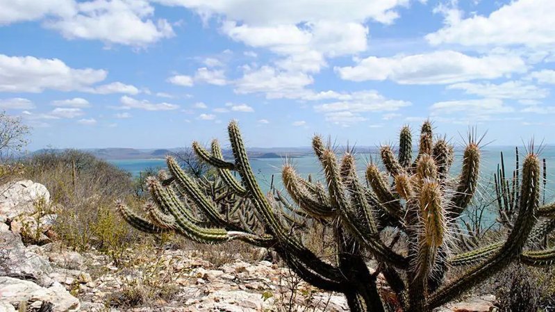 Caatinga perde cobertura vegetal e mobiliza ações antes da COP30