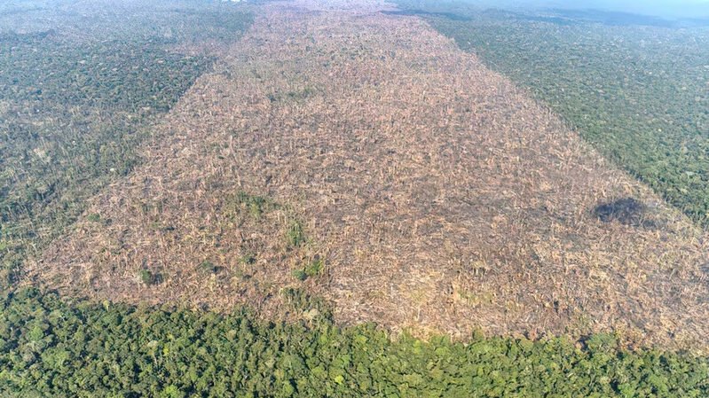 Desmatamento de florestas tropicais está ligado a 28 mil mortes por calor por ano