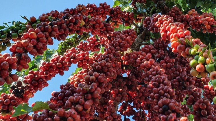 Rondônia vira a capital do café da Amazônia sem abrir mão da sustentabilidade