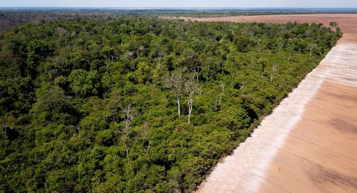 Mundo perdeu área de floresta do tamanho de Santa Catarina só em 2024