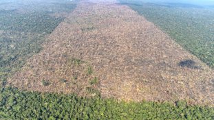 Nova ferramenta com IA fecha o cerco contra o desmatamento em savanas da Amazônia