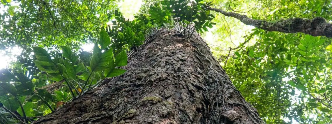 Guardiãs da Amazônia: conheça as árvores gigantes que combatem a crise climática