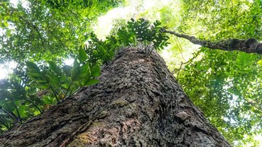 Guardiãs da Amazônia: conheça as árvores gigantes que combatem a crise climática