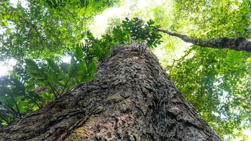 Guardiãs da Amazônia: conheça as árvores gigantes que combatem a crise climática