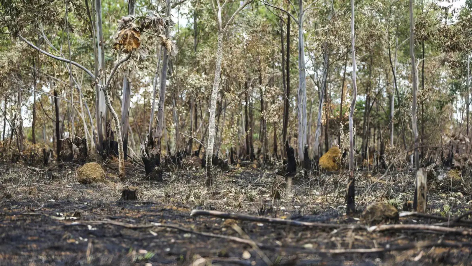 Clima seco agrava queimadas; SP emite alerta para mais de 500 cidades