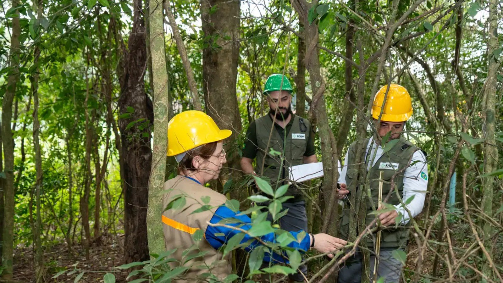 Restauração florestal: como Itaipu triplicou a diversidade de espécies em 50 anos
