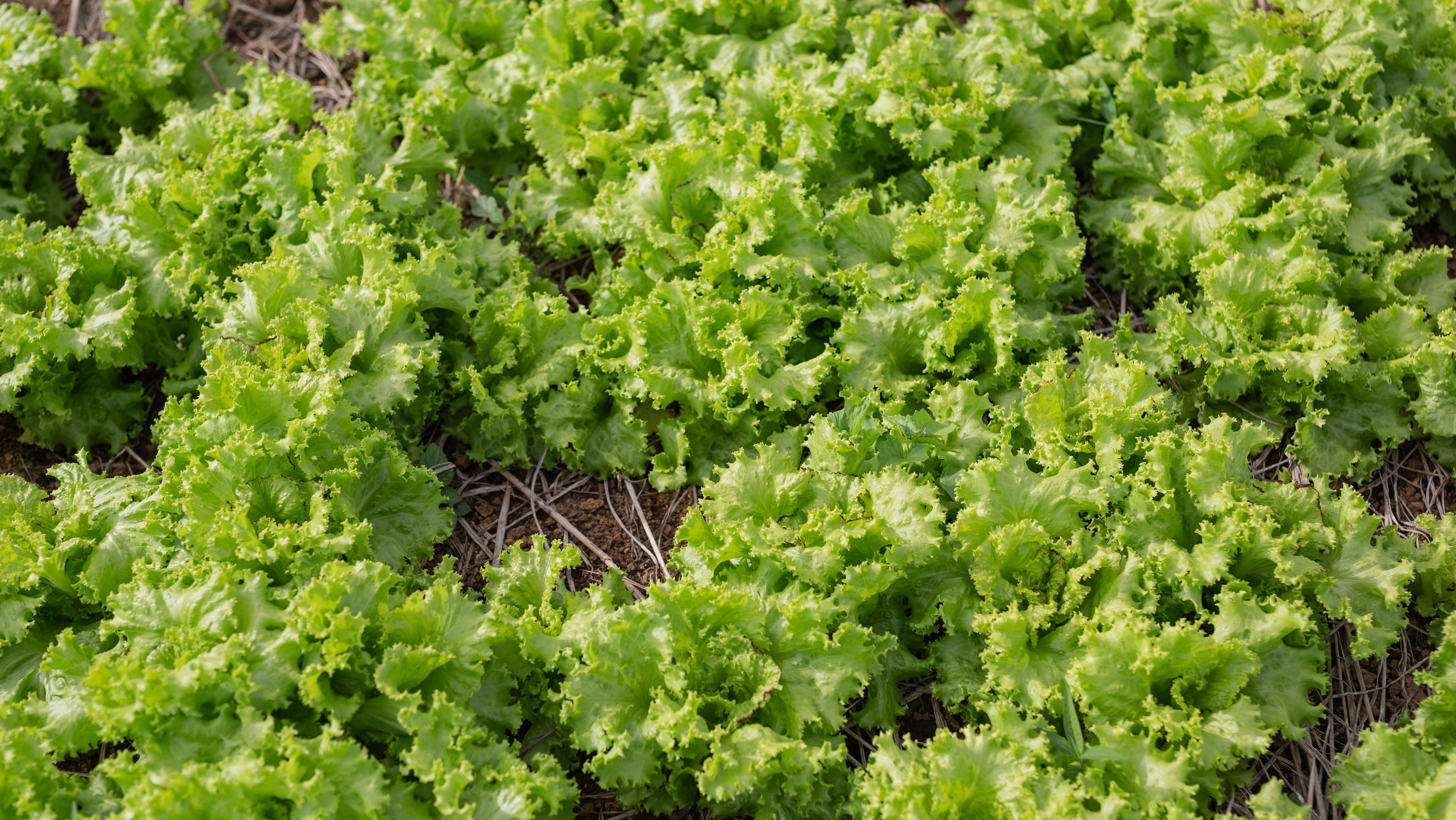 Aquecimento global tornará 97% do País impróprio para cultivo de alface, diz Embrapa