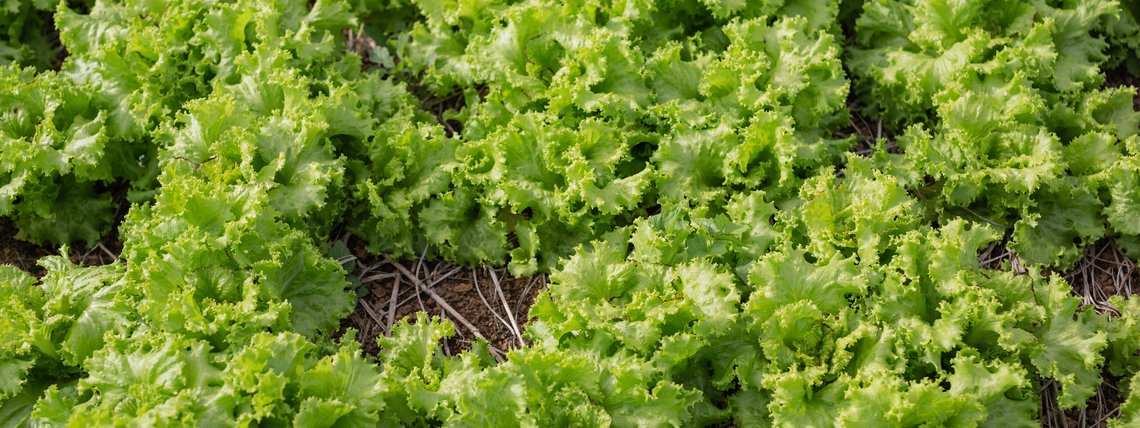 Aquecimento global tornará 97% do País impróprio para cultivo de alface, diz Embrapa