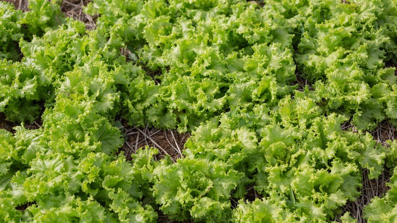 Aquecimento global tornará 97% do País impróprio para cultivo de alface, diz Embrapa