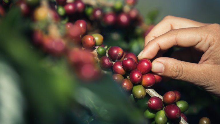 Café cafezal