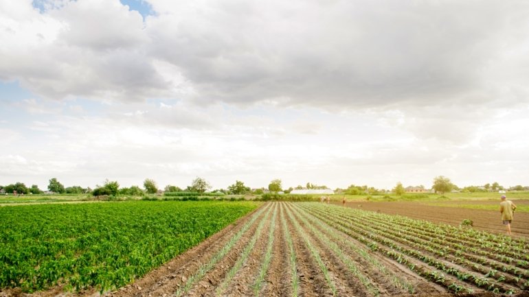 Agricultura transformou comunidades de mamíferos ao longo de 50 mil anos